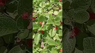 Episcia cuttings for sale [upl. by Yadnus]