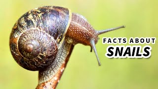 Snail Facts Learn About the LAND SNAIL 🐌 Animal Fact Files [upl. by Ruttger60]