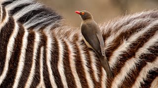 Natures Perfect Partnership Zebra and Oxpecker Bond [upl. by Iluj637]