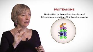 MOOC côté cours  Le protéasome [upl. by Anippesuig769]