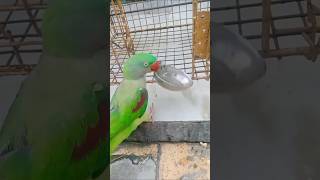 Katori wala tota Johnny parrot viralvideo [upl. by Kristie]