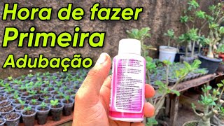 Como plantar SEMENTE de ROSADODESERTO e polinizar a FLOR [upl. by Annahahs]