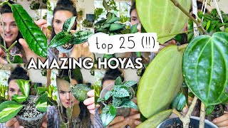 Top 25 MindBlowing HOYAS 🌱 Best Amazing Hoya Plants RARE  COMMON [upl. by Ainel]