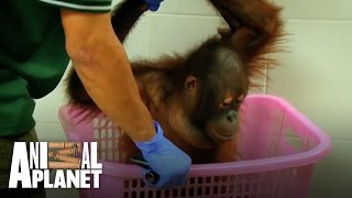 Time to weigh the orangutans at Sepilok [upl. by Ylecic]