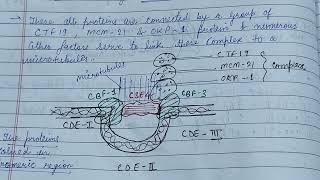 Organisation of Centromere amp Kinetochore telomerezoology zoologynotes [upl. by Dawaj]