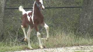 1 week old Pintabian Pinto Arabian foal  Custom Taylored CTA [upl. by Tyrone]