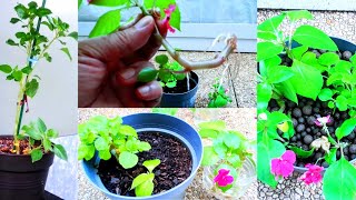 The Magic of Impatiens Cuttings How To Propagate [upl. by Harlamert]