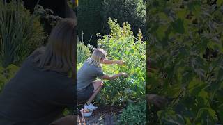 Garten im September  Der Herbst 🍂 hält Einzug [upl. by Kaiser239]