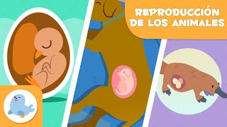 REPRODUCCIÓN de los ANIMALES 🐶🐦 SEXUAL Y ASEXUAL 🥚🤰🏻 OVÍPAROS VIVÍPAROS Y OVOVIVÍPAROS [upl. by Arrim]