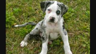 The Best of the Best Catahoula Leopard Dog [upl. by Eintroc]