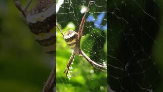 Argiope anasuja shorts yt shorts short video youtube shorts [upl. by Okihcas515]