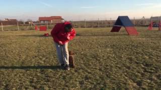 Obuka psa poslusnost Lagotto Romagnolo puppy obedience training [upl. by Thorfinn]