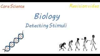 B1 Detecting Stimuli Revision [upl. by Retla]