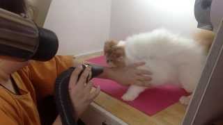 How To Bath A Show Cat  by Breeder Care™ Co Ltd [upl. by Iramohs]