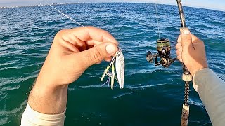 Fishing Metal Jigs amp LIVE Mullet For FEROCIOUS Bites King [upl. by Erreid39]