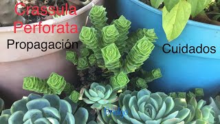 Crassula Perforata  Cuidados y propagación [upl. by Elocen]