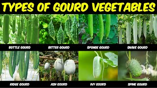 Different Types of Gourd Vegetables in India  Bottle Bitter Ridge Sponge Snake Ash Ivy Spine [upl. by Walter]