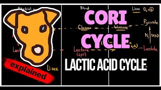 Lactate cycle Cori cycle LDH function The logic of Lactic acid cycle Biochemistry for Step 1 [upl. by Eninotna]