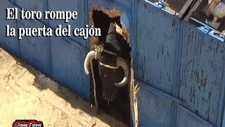 EL TORO ROMPE EL CAJON Y SE SALE IMPRESIONANTE [upl. by Einra]