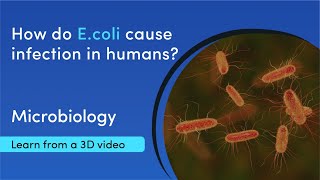 Types of E coli and how they infect humans  MediMagic  3D video [upl. by Egan]