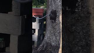 Removing Swarming 🐝 🐝 🐝 From A Tree [upl. by Nyra]