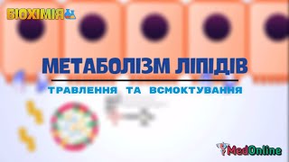 Метаболізм Ліпідів  Травлення та Всмоктування [upl. by Endor462]