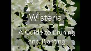 Wisteria A Guide to Pruning and Planting [upl. by Florella]