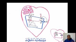 Digoxin mechanism Dr Hamdy [upl. by Aerdnua]