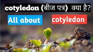 what is cotyledon in hindi all about cotyledon meaning of cotyledon bijpatra kya hota h [upl. by Cynth]