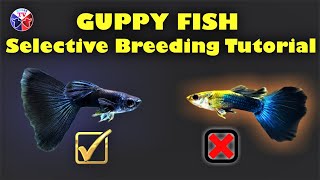 Guppy Fish Selective Breeding Tutorial [upl. by Erised]