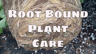 Root Bound Plant Care How to Save a Root Bound Plant Costway Elevated Planter [upl. by Akimet]