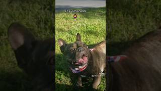 30 mins  4 decent pics 🤣 shortsfeed shorts frenchbulldog subscribe funny humor foryou dog [upl. by Fusuy]