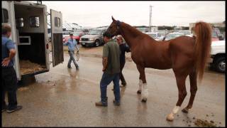 Inglis Insights  Yearling prep at Coolmore Stud [upl. by Meldon]