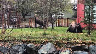 Bull moose rutting mating season Fall in Alaska [upl. by Nessnaj616]