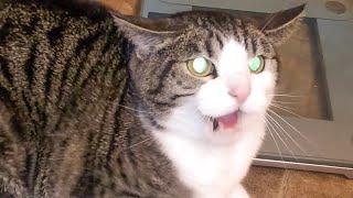 Angry and Aggressive Cats Hissing Compilation  Growling Hissing and Claw  PETASTIC 🐾 [upl. by Elstan]