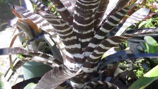 Aechmea bromeliads explained care maintenance light water requirements [upl. by Ettevad178]