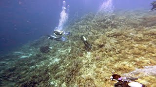 Scuba Diving quotTexasquot in Roatán Honduras  November 2022 [upl. by Khalin]