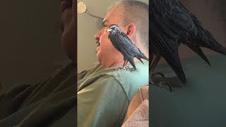 Rescued Starling Learns to Talk  ViralHog [upl. by Aitital]