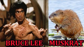 Bruce Lee Muskrat VS Sherlock the Mink [upl. by Seaver739]