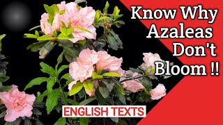 Azalea Care in Pots  Save Dying Azaleas  How to care for Azaleas  Azalea potting and fertilizing [upl. by Golub]