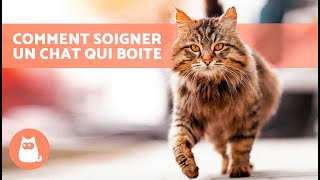 Mon CHAT BOITE  COMMENT le SOIGNER  🐱🐾 5 CAUSES Possibles [upl. by Gladis]