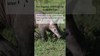 The Digging Ability of the Aardvark Fact shortsfeed shorts junglefacts animals truefactstoday [upl. by Aerdma578]