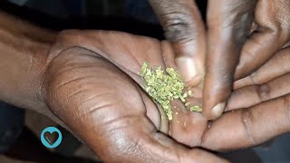 Namibia Activists Push to Legalize Medical Marijuana Cameroon and Zimbabwe Tackle Deadly Diseases [upl. by Zamir]