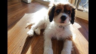 We bought a PUPPY A Cavoodle puppy [upl. by Swamy989]