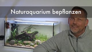 Naturaquarium bepflanzen  Nature Aquarium planting [upl. by Phillip]