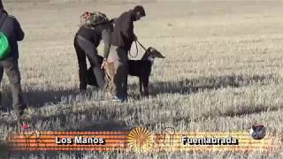 CAMPEONATO DE MADRID DE GALGOS 2017 CUARTOS EN ASTUDILLO [upl. by Sirref990]