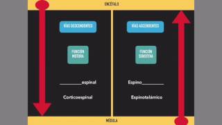 Médula espinal Vías ascendentes y descendentes [upl. by Edmee]