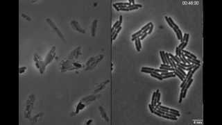 Exploding bacteria with penicillin [upl. by Eejan411]