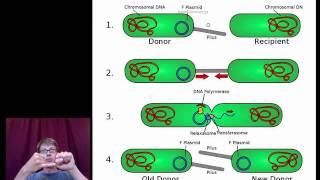 Mechanisms that Increase Genetic Variation [upl. by Nehr]