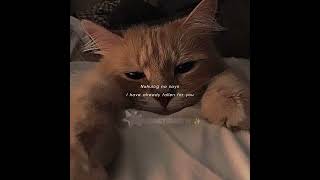 ⭐ Pano Lyrics Tags  lyrics song lyricvideo cat sad  ⭐ [upl. by Mariele]